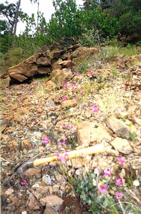 photo of pink flowers scratching out a living among the rocks in a talus slope; conifer forest in background