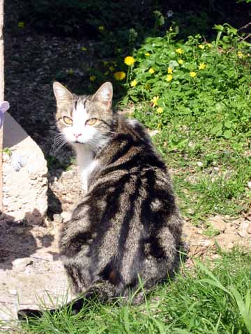 Photo, pregnant cat