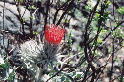 photo of red thistle, close-up