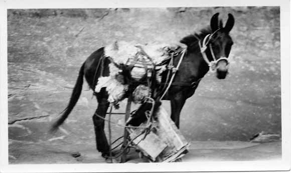 antique photo of horse with its pack saddle falling off