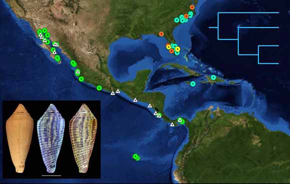 Map of North America showing fossil distribution