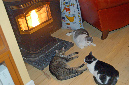 081208-8301_Warm_kitties