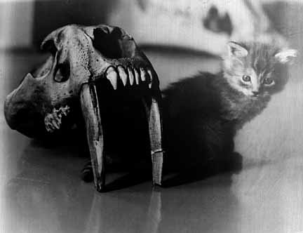 Photo of kitten with skull of saber-toothed cat