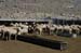 060806-7291_Bighorn_sheep