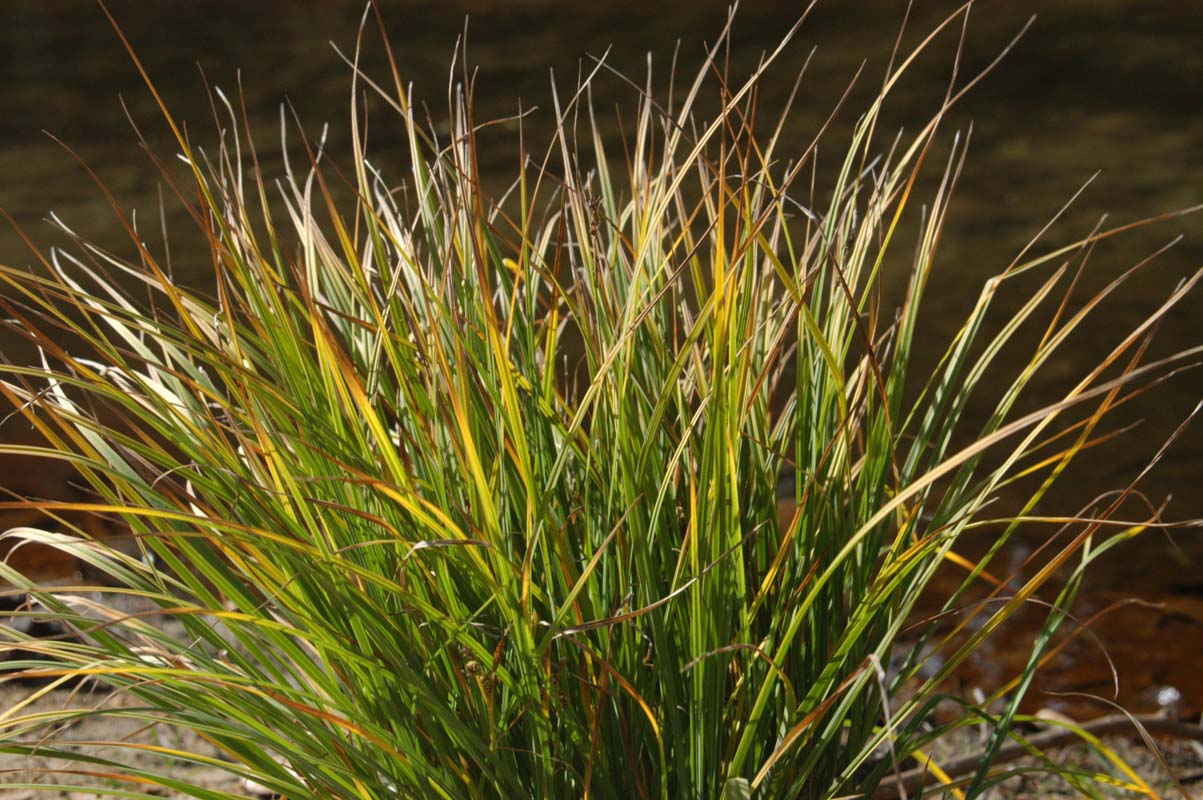 051110-3622_Grass