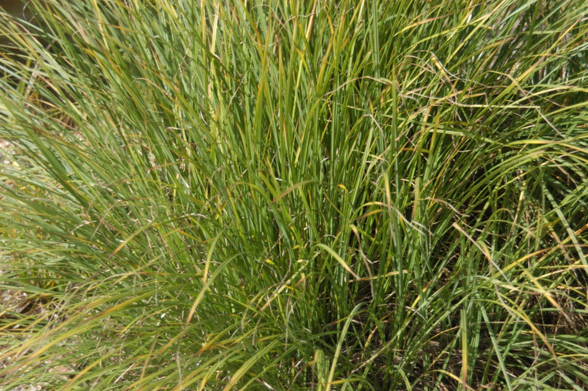 051110-3643_Grass