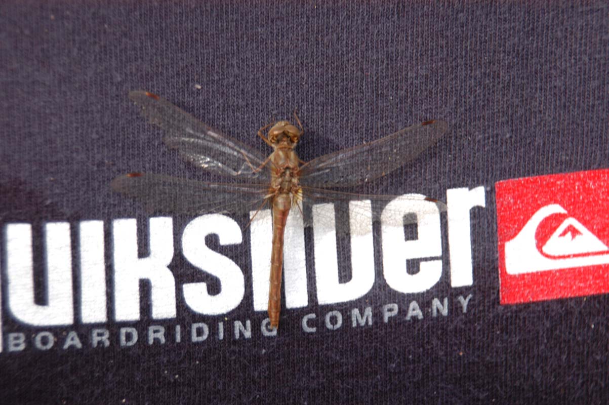 051110-3651_Dragonfly