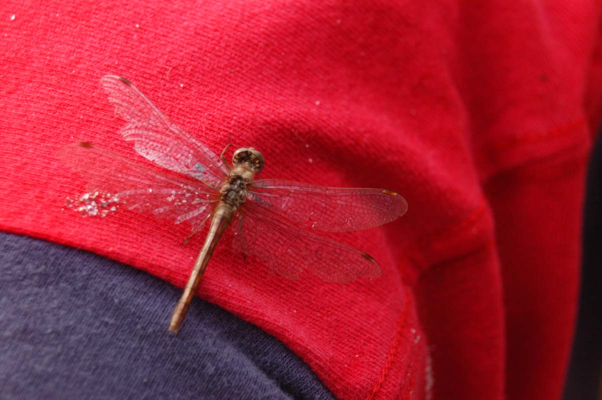 051110-3653_Dragonfly