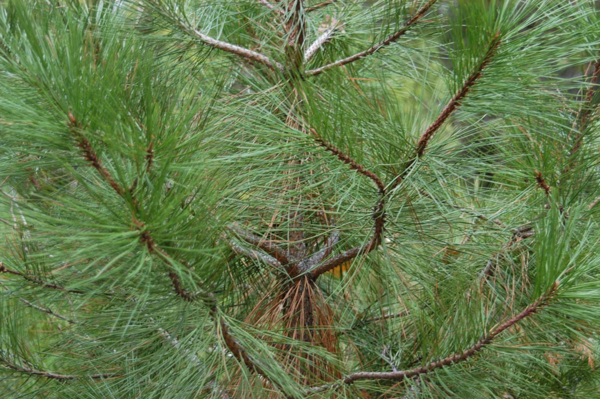 051110-3676_Pine_seedling