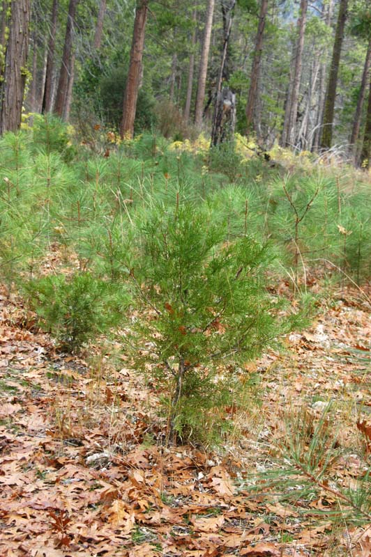 051110-3677_Cedar_seedlings