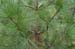 051110-3676_Pine_seedling